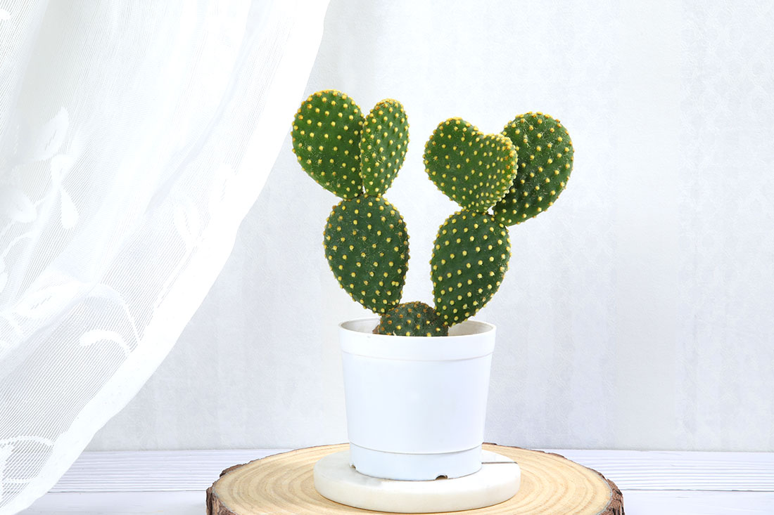 Send Bunny Ear Cactus Plant Online