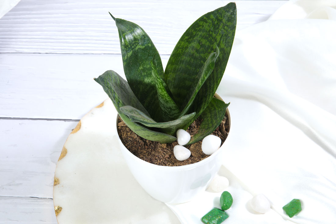 Snake Plant In White Plain Pot Order Now