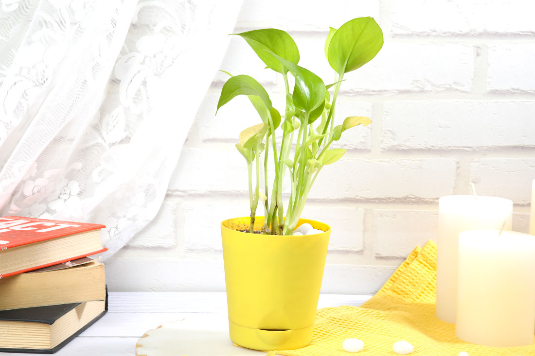 Money Plant In Yellow Self Watering Pot