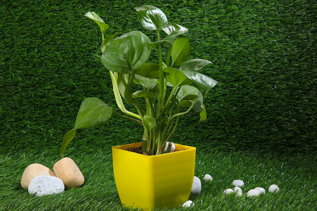 Green Money Plant In Plain Yellow Pot