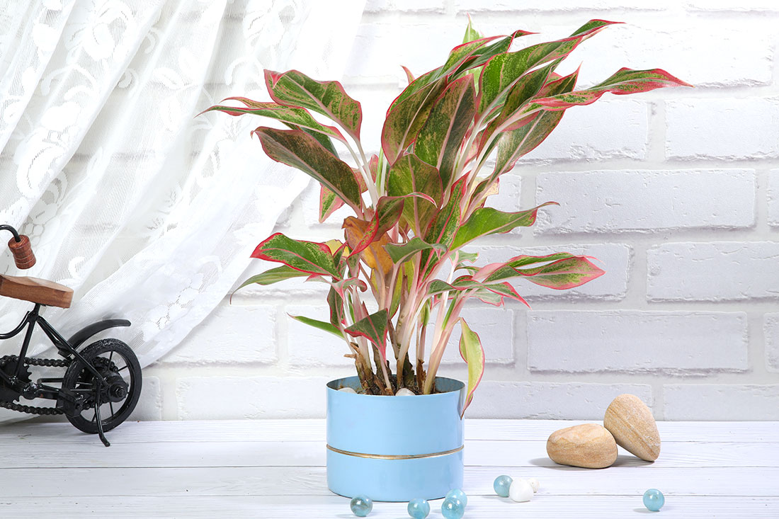 Lipstick Aglaonema In Navy Blue Pot