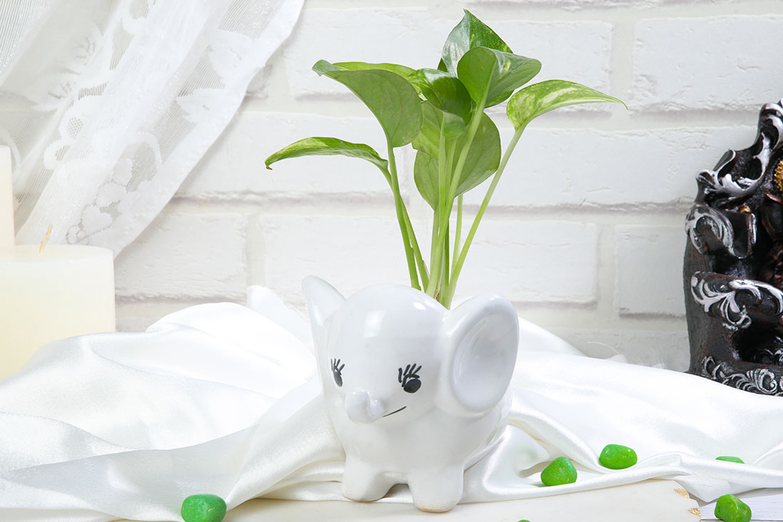 Order Money Plant In Baby Elephant Online