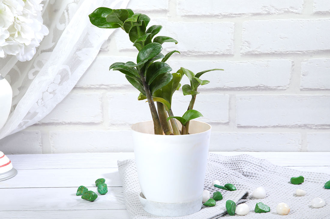 Zamia Plant In White Self Watering Pot