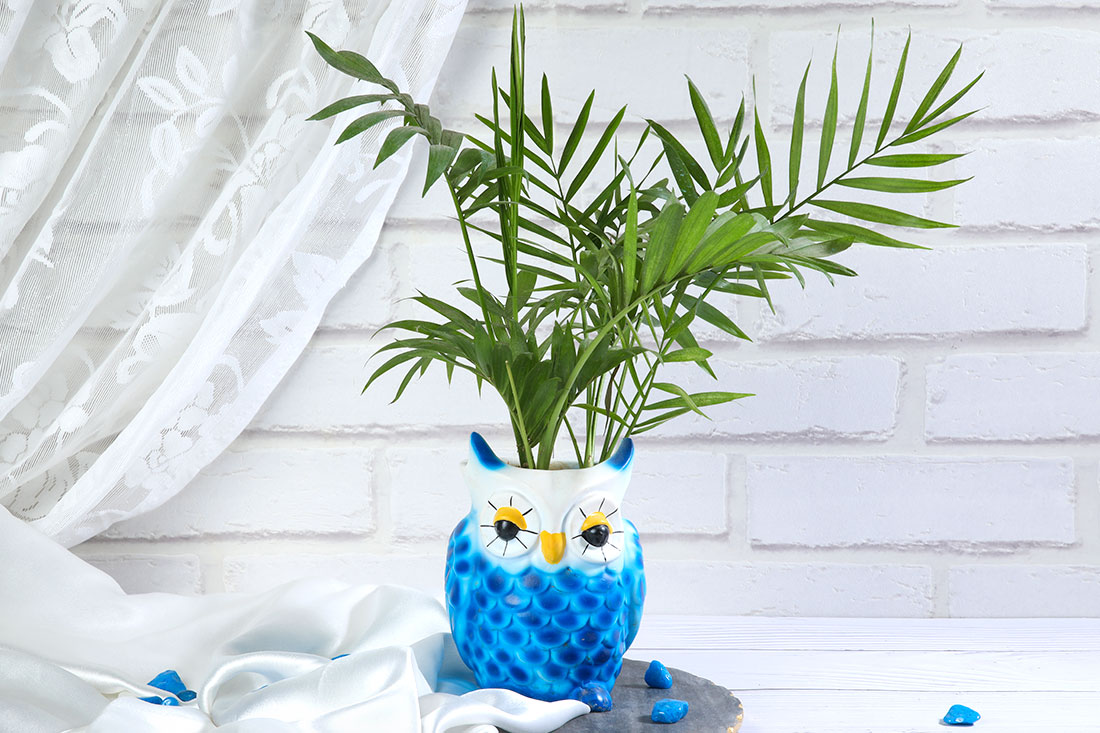 chamaedorea plant in Blue Owl