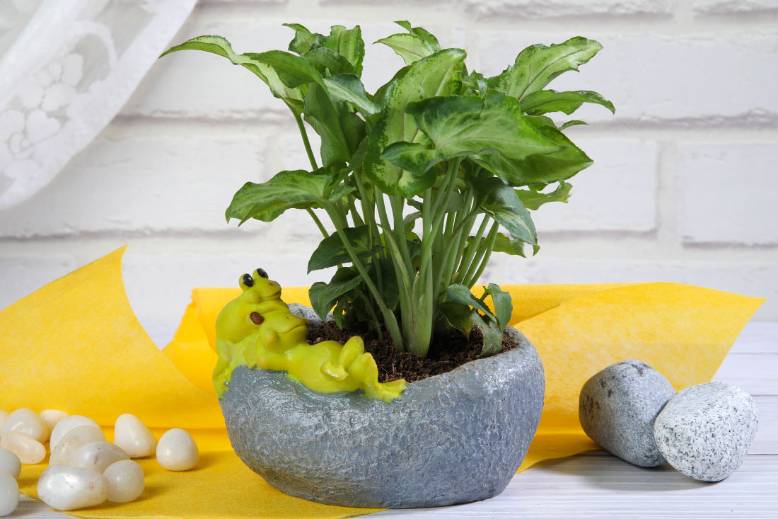 Green Syngonium In Frog Resting On Stone