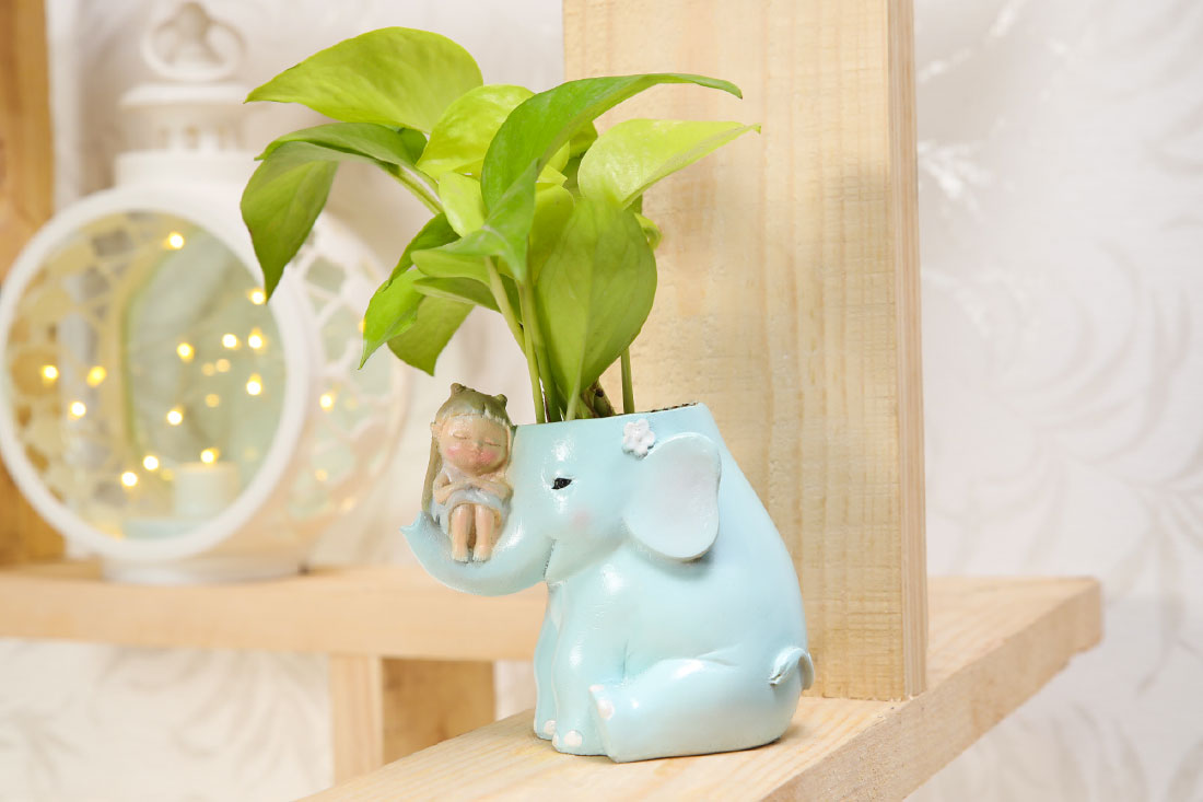 Send Money Plant in Cute Girl with Elephant Pot Online