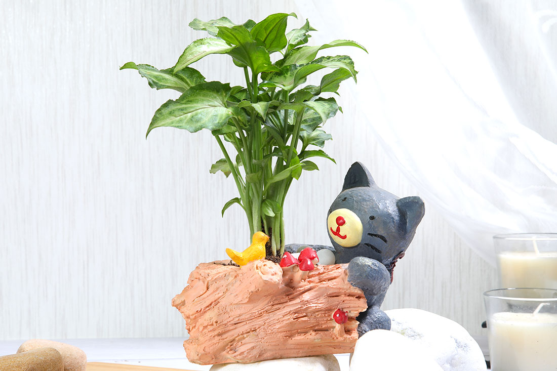 Syngonium Plant In Bear Pot Buy Online