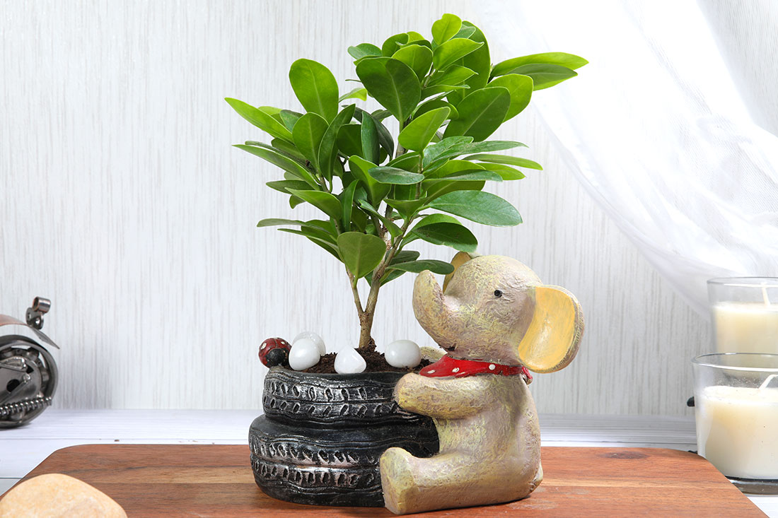 Send Ficus Compacta In Baby Elephant Online