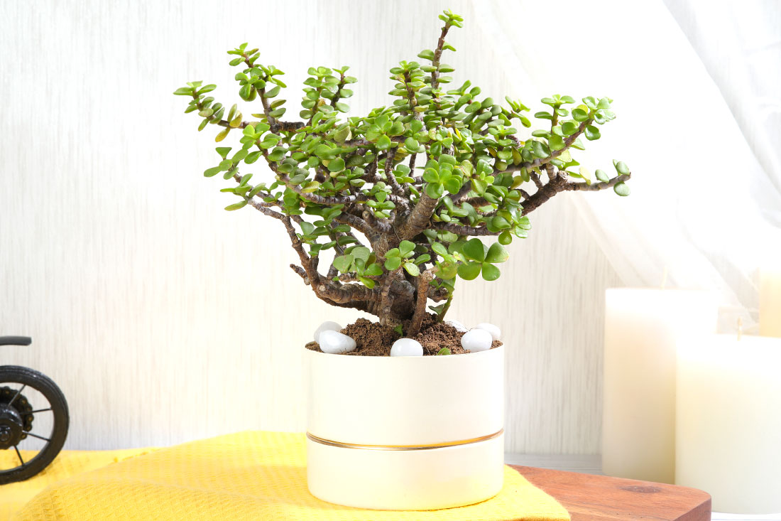 Send Jade Indoor Plant In Royal White Pot Send Now