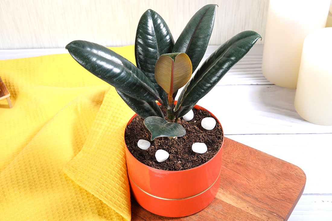 Rubber Plant Royal Orange Pot