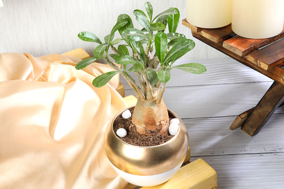 Buy Adenium Plant In Dual Color Metallic Pot Online