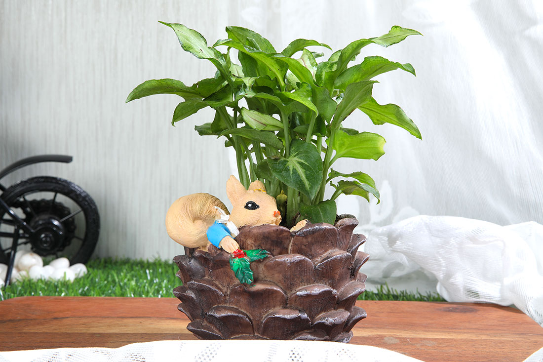 Green Syngonium In Squirrel Coconut Order Now