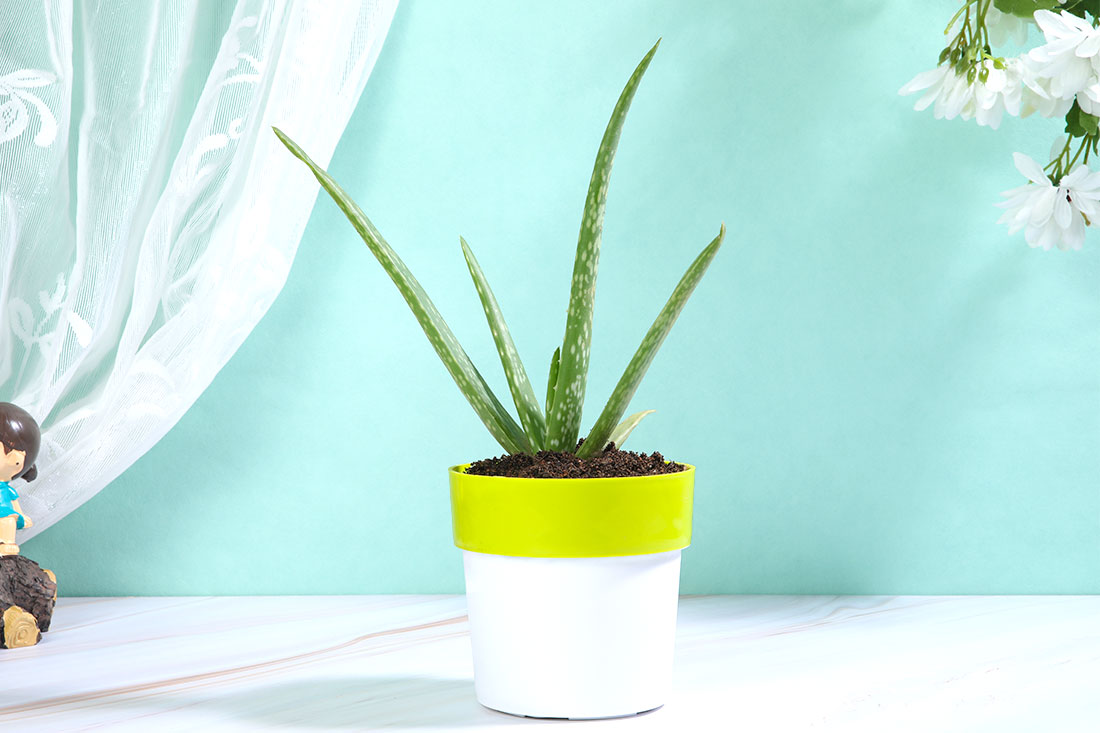 Buy Aloe Vera Plant