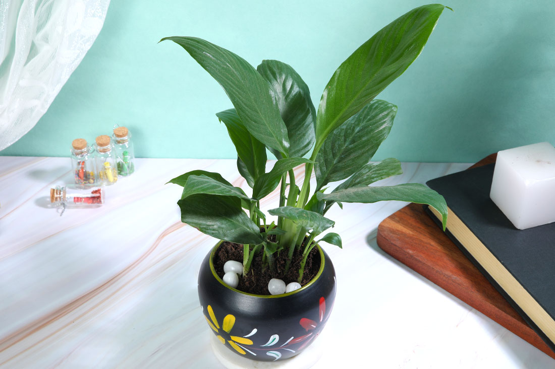 Peace Lily In Black Metallic pot Delivery
