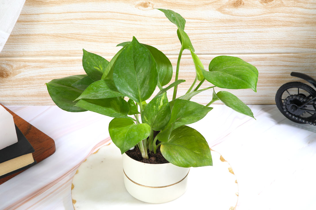 Send Golden Money Plant In Royal White Pot Online