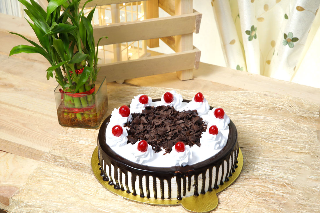 Buy Delectable Cake with Cute Plant