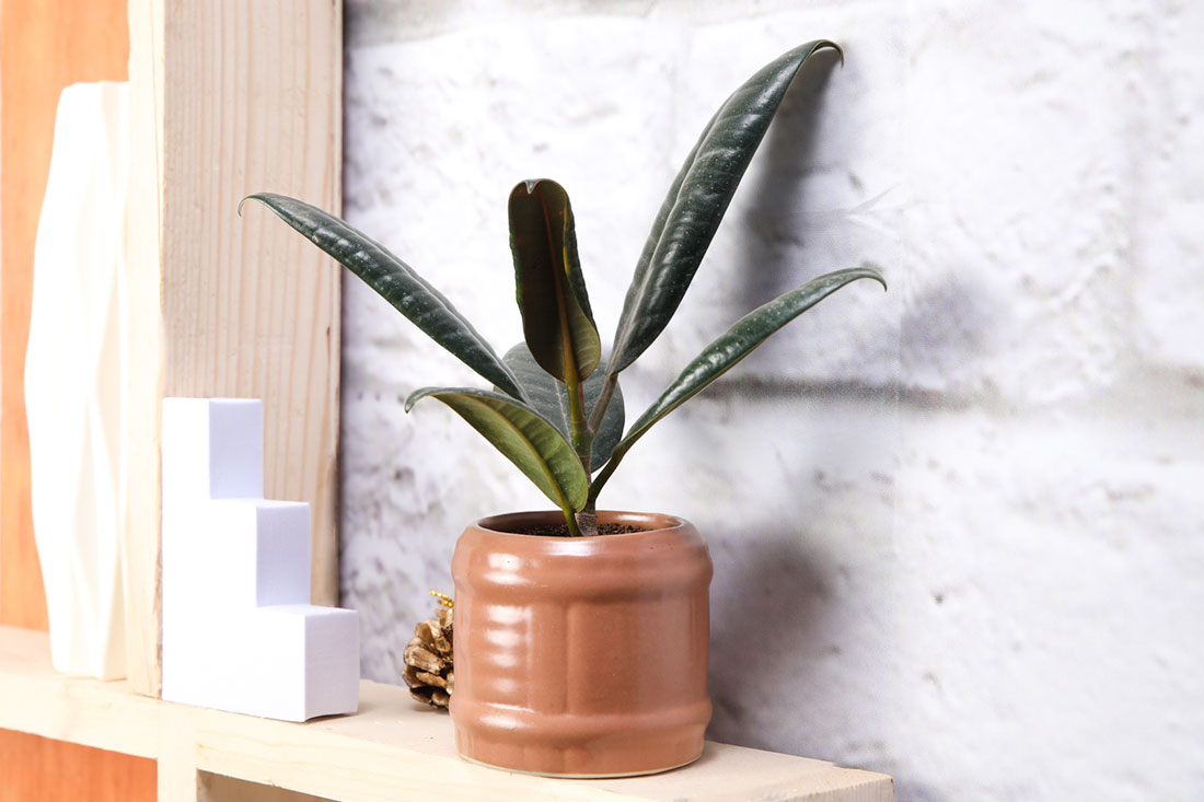 Buy Delightful Rubber Plant Online