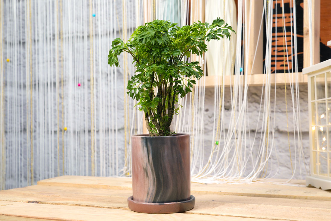 Order Green Aralia Plant