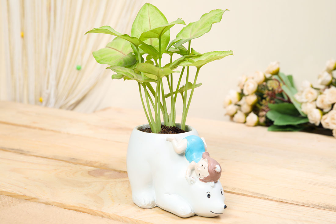 Neon Syngonium Plant In Polar Bear Pot: Send Online Across India Buy Online