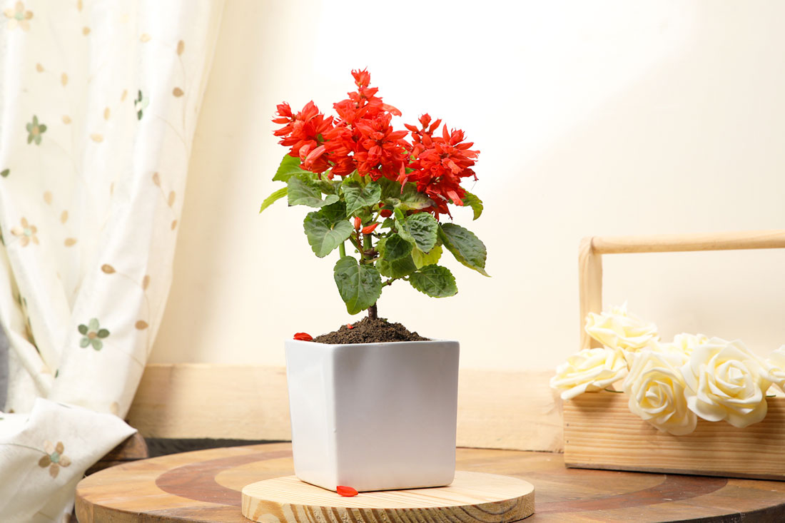 Beautiful and Healthy Flower Plant