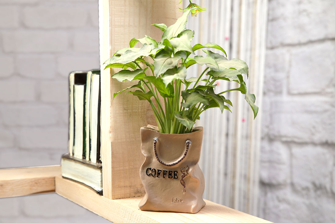 Green Syngonium In Coffee Bag Send Now