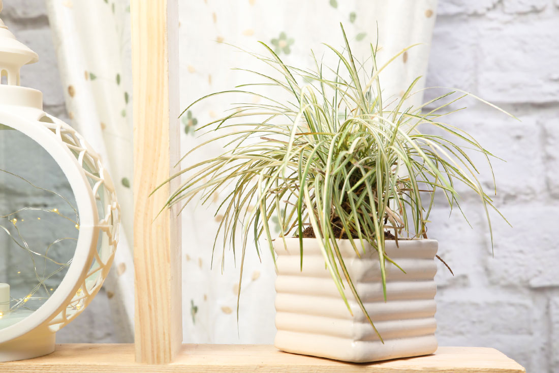 Send Beneficial Medicine Grass