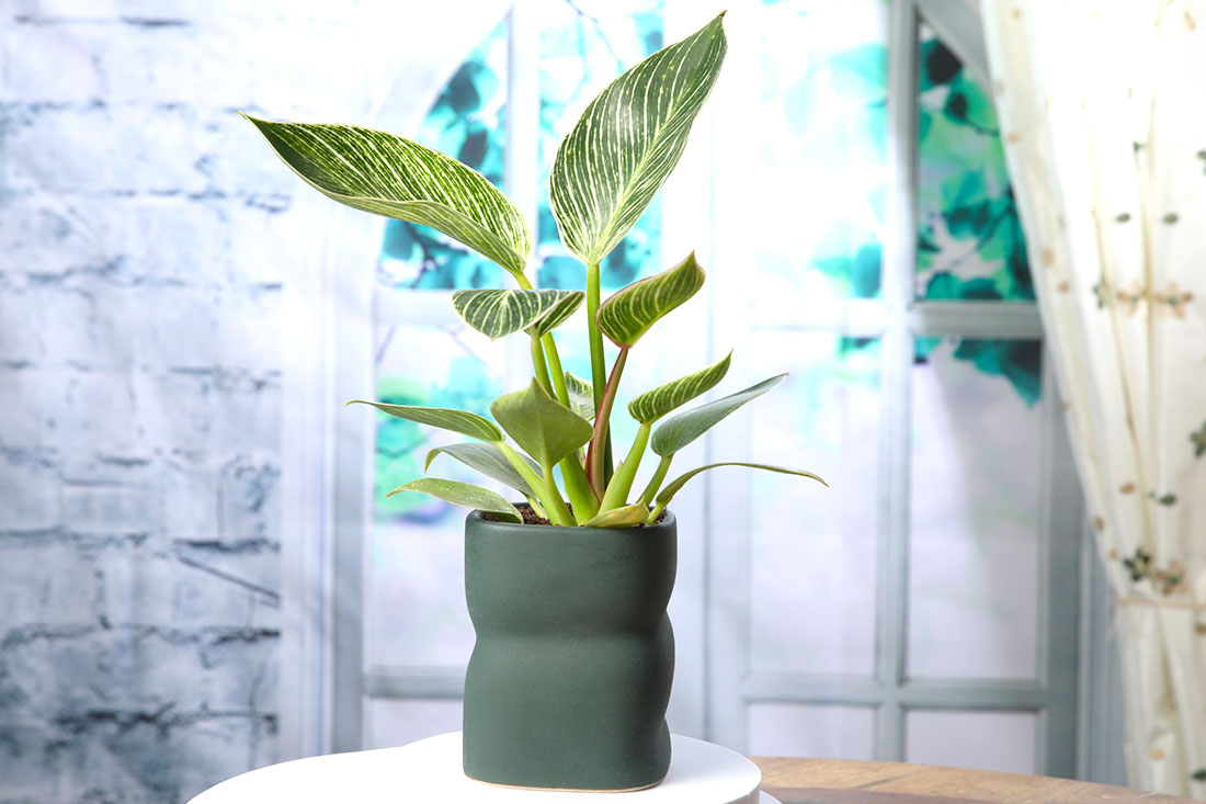 Send White Philodendron: An Air-purifying plant