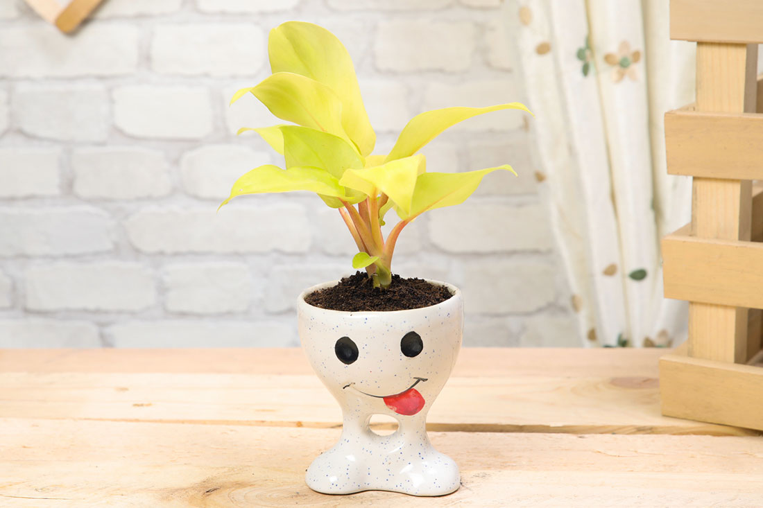 Astonishing Golden Philodendron