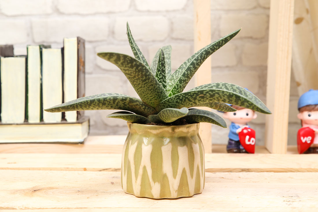 Aloe Vera Plant with Pot: A Medicinal Plant