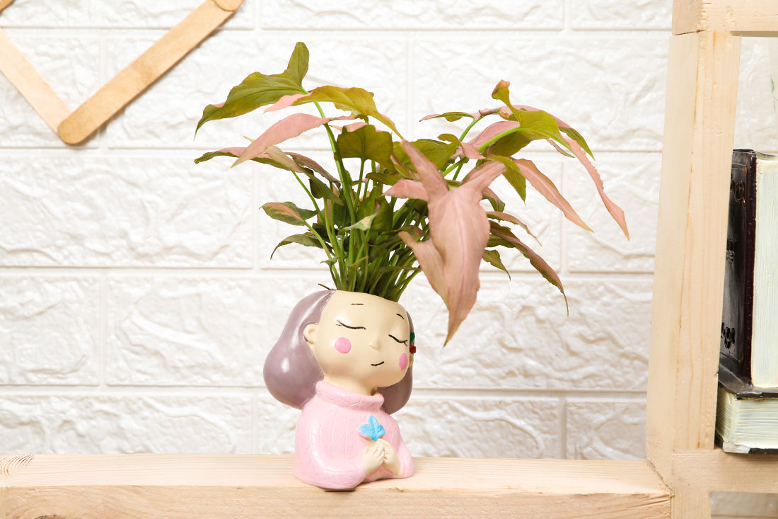 Gorgeous-looking Pink Syngonium Delivery