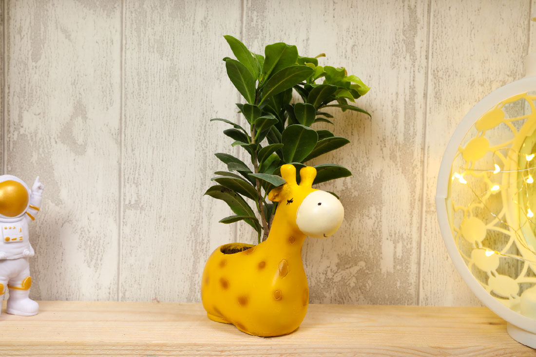 Ficus Compacta In Giraffe Pot