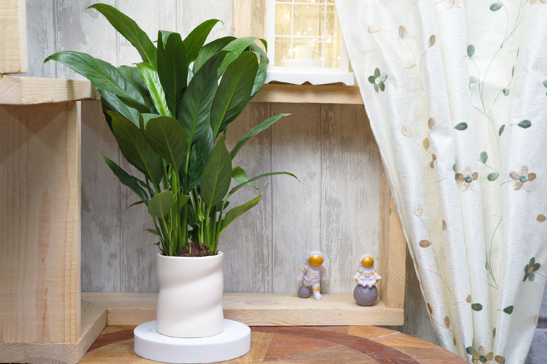 Gorgeous Peace Lily Plant