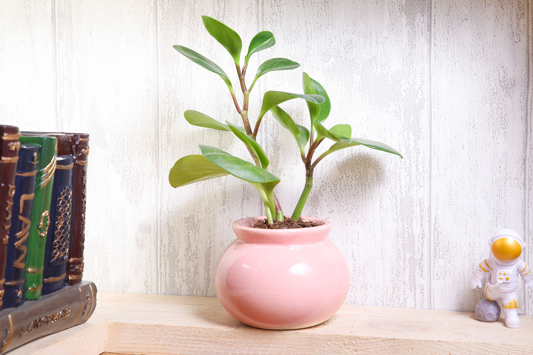 Potted Peperomia Plant 