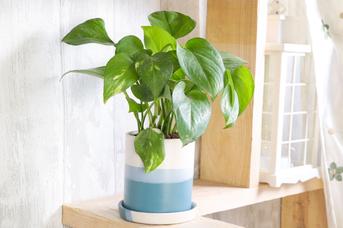 Money Plant with Pot for Indoor