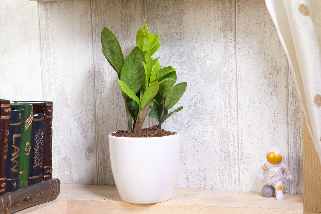 Zamia in White Pot