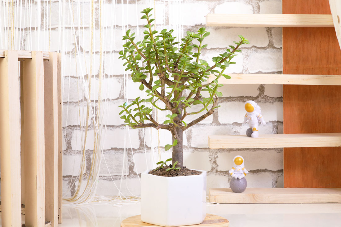 Send Lucky Jade Bonsai Online