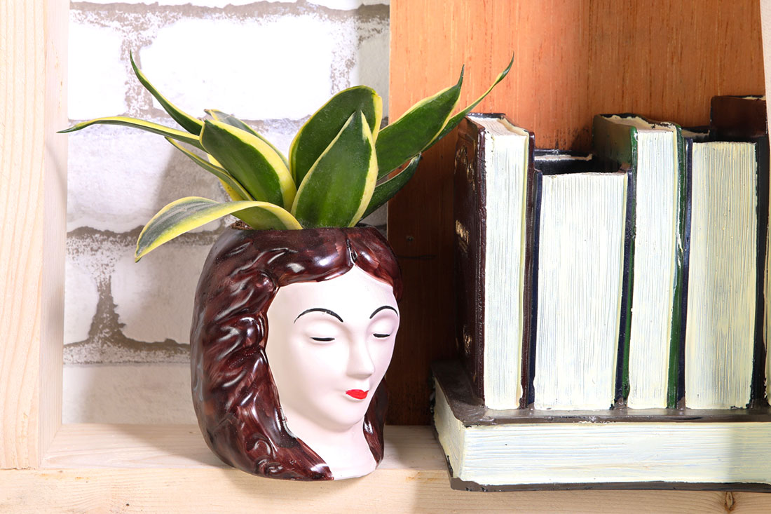 Sansevieria Lotus Potted In Beautifully Face