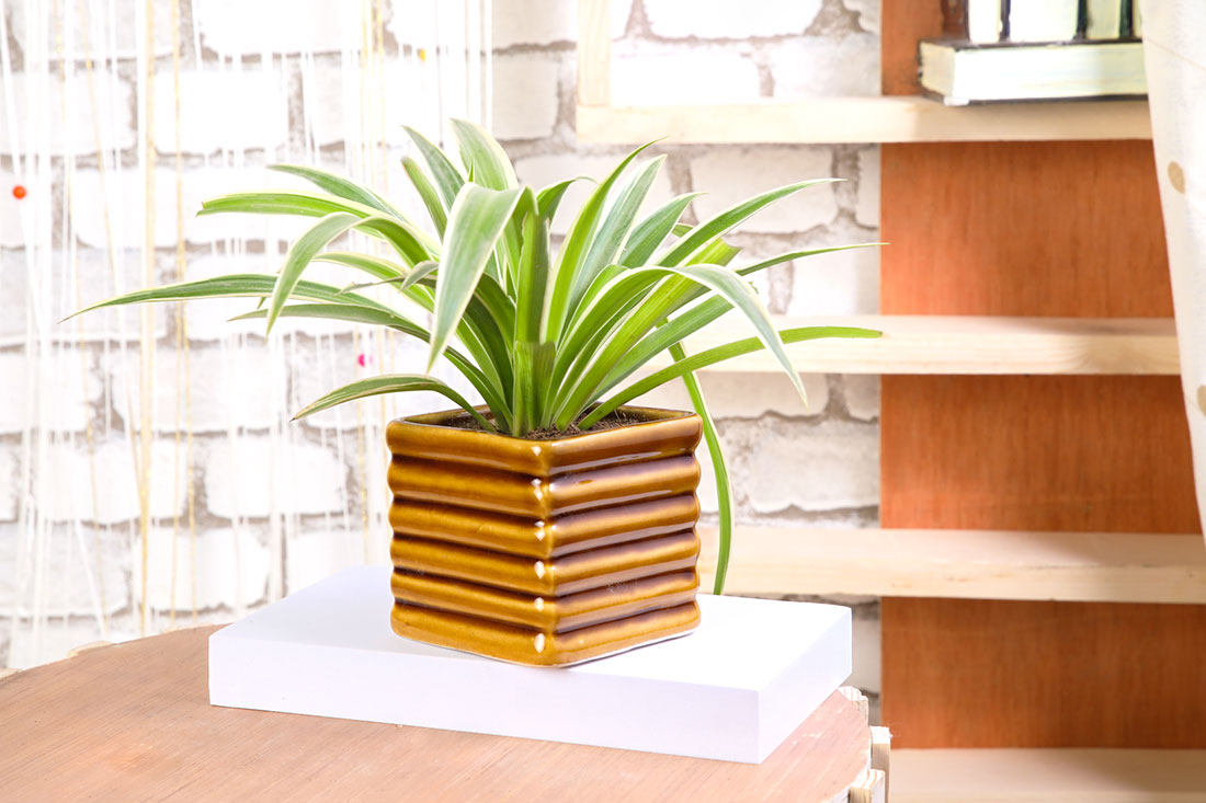 Charming Spider Plant