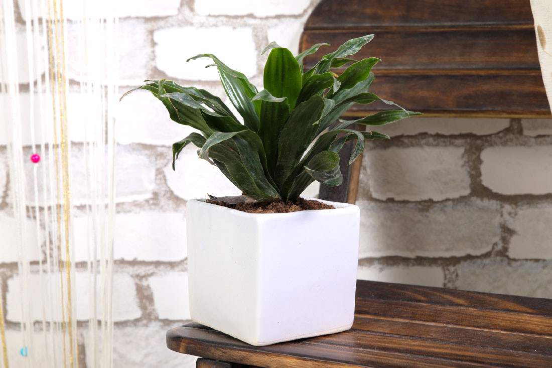 Send Dracena Compacta Plant in a Pot for Indoor