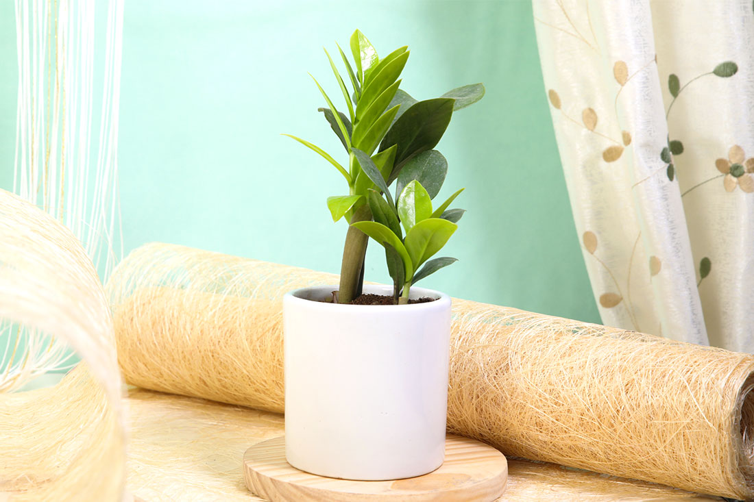 White Potted Zamia Plant for Indoor