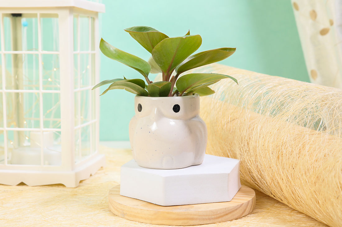 Multipurpose Philodendron Plant
