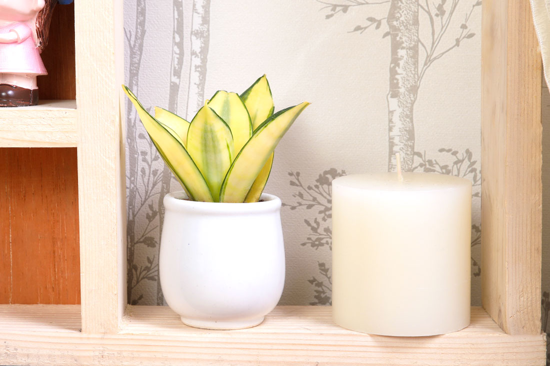 Alluring Golden Lotus Sansevieria Delivery