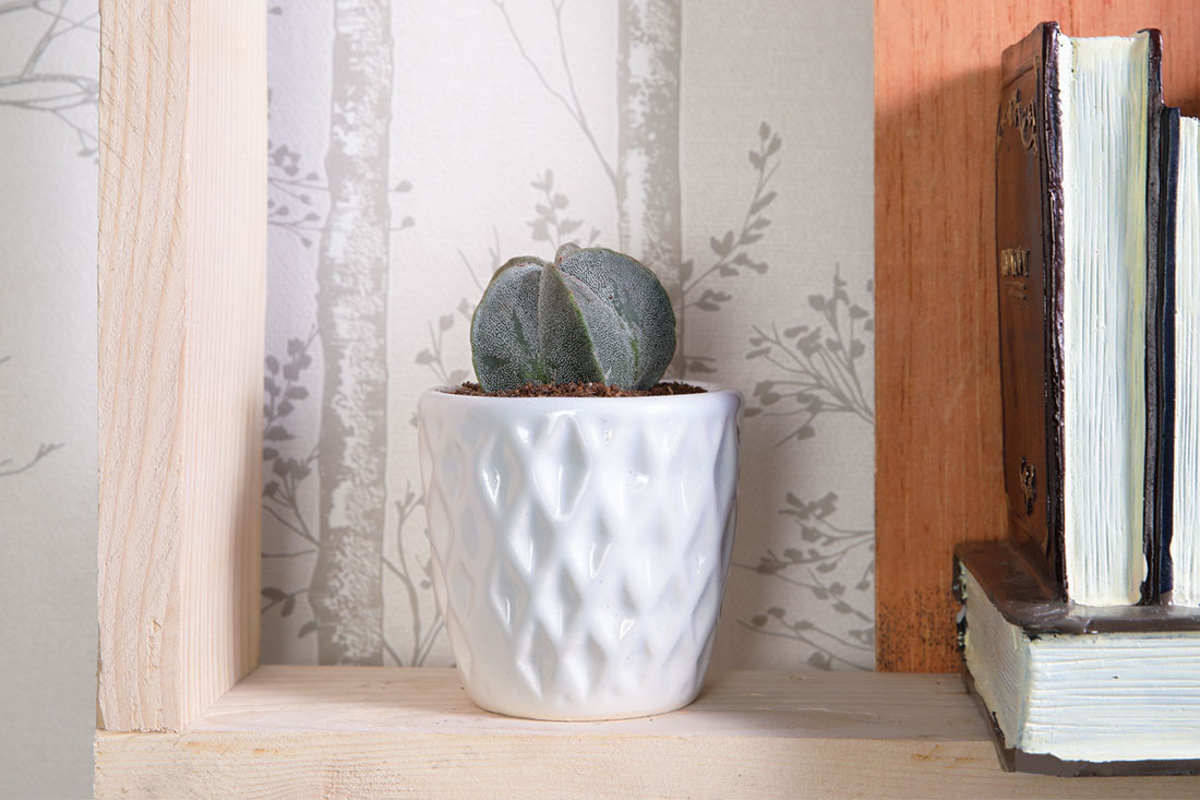 Ceramic Potted Ball Cactus