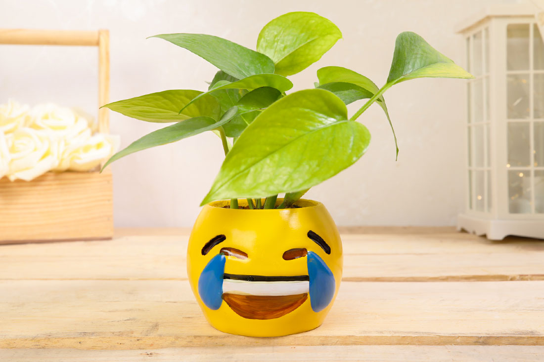 Buy Send Money Plant in a Smiley Pot for Home Online