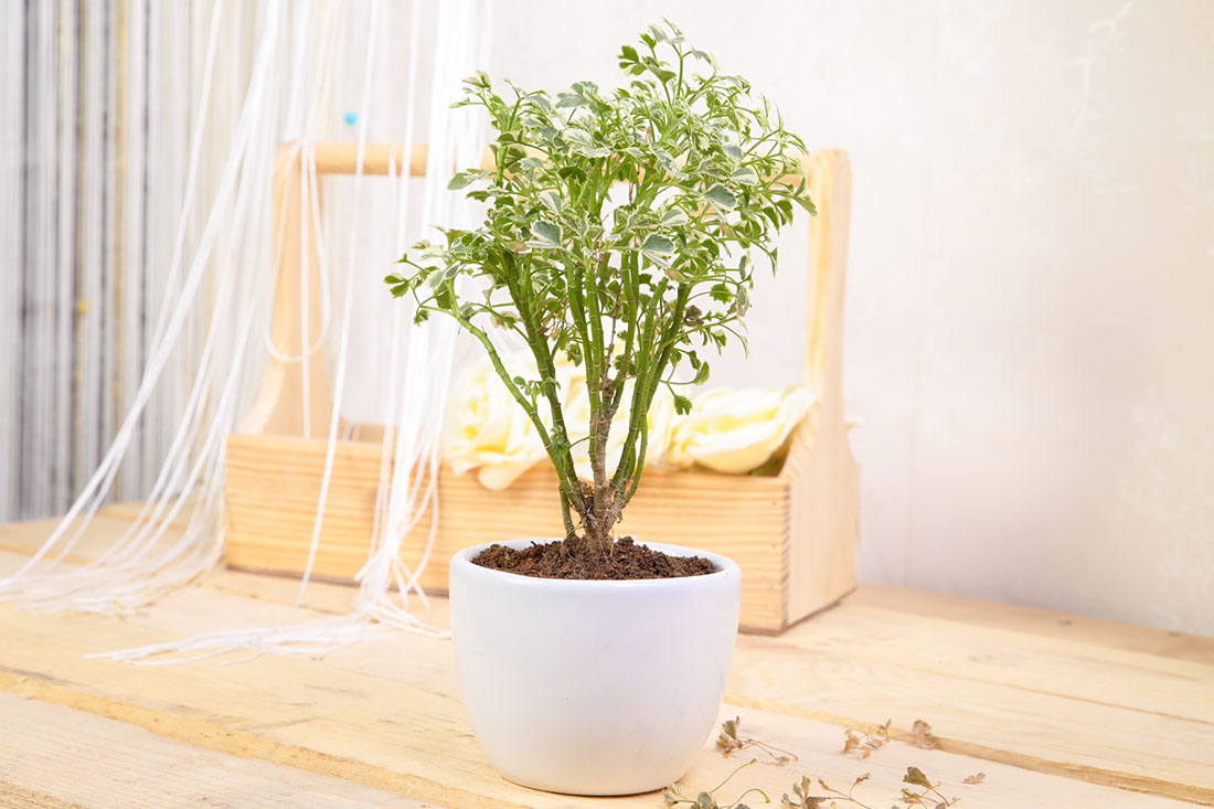Graceful Aralia Send Now