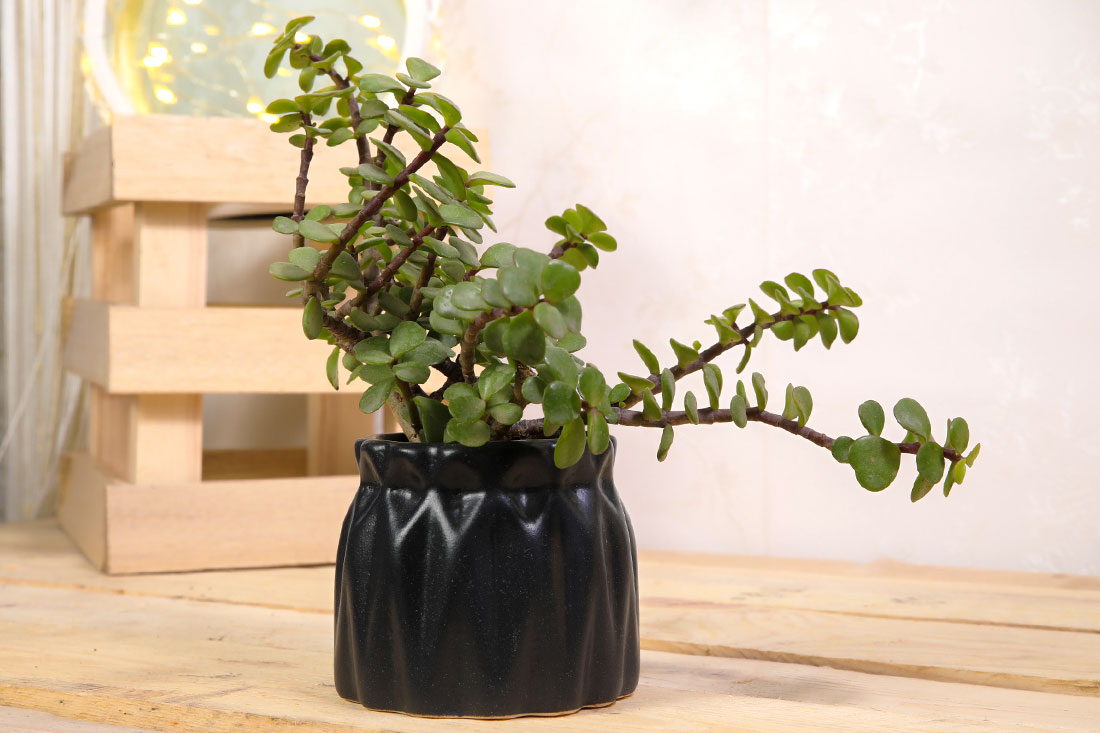 Buy Order Jade Indoor Plant Online Online