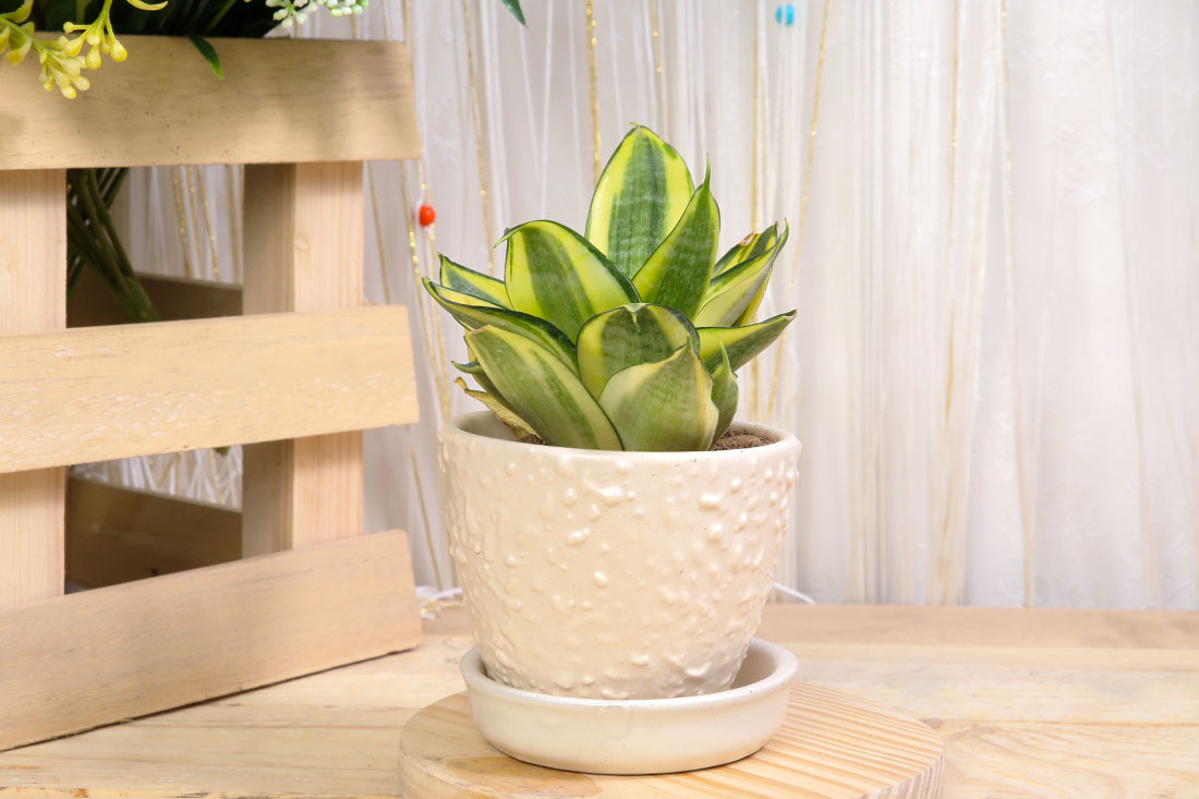 Golden Lotus Sansevieria Plant In Ceramic Pot