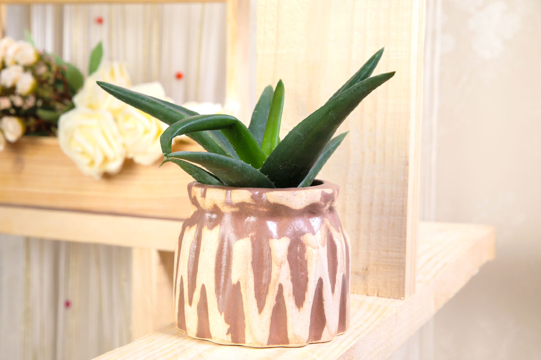 Buy All Rounder Aloe Vera Online
