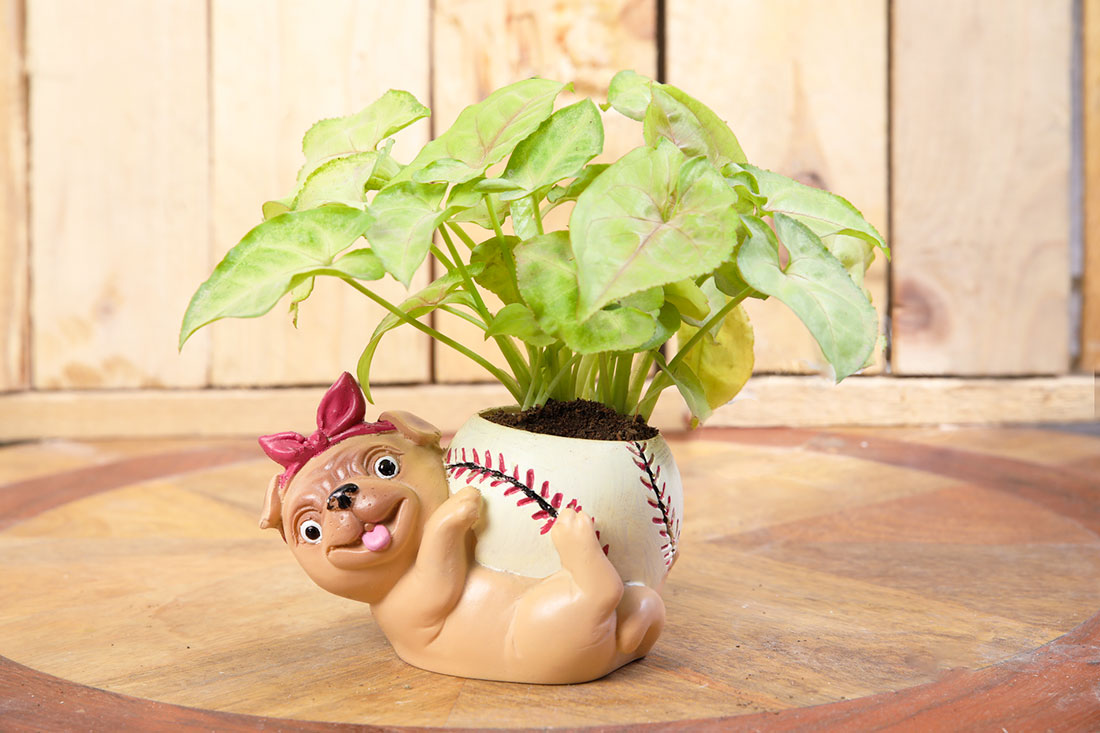 Neon Syngonium In Puppy's Baseball Send Now