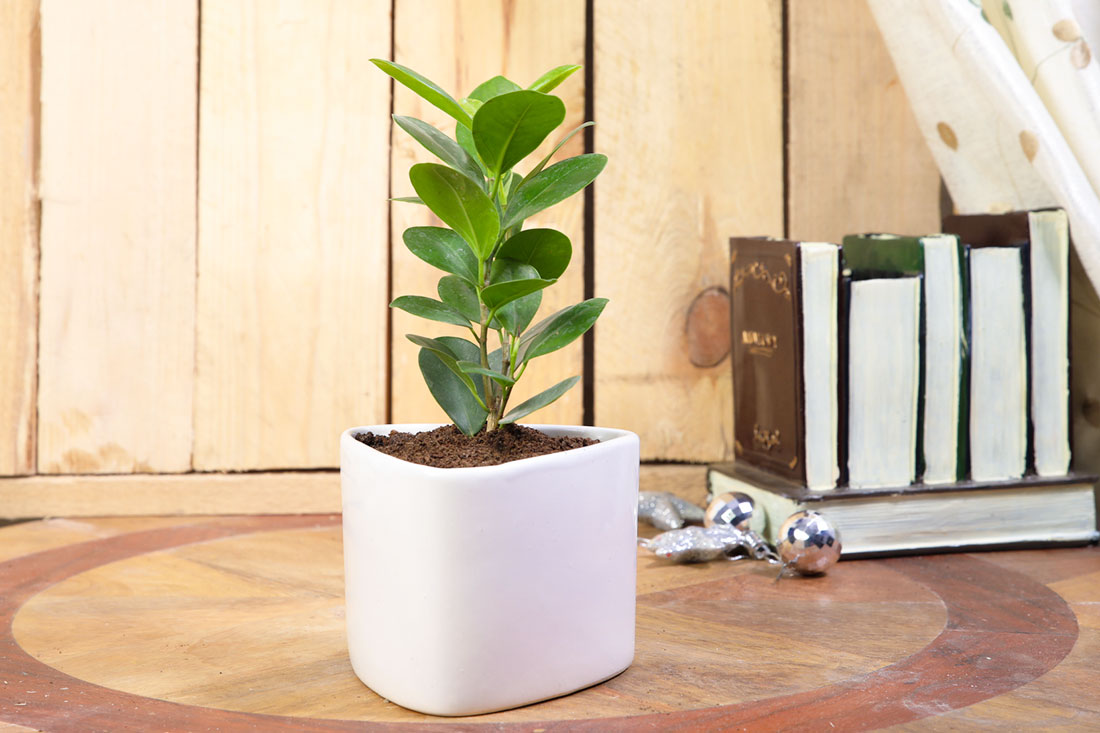 Pleasing Ficus Compacta